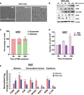 Macrophage differentiation is marked by increased abundance of the mRNA 3’ end processing machinery, altered poly(A) site usage, and sensitivity to the level of CstF64